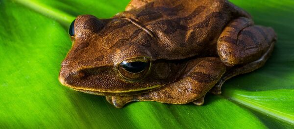 Une grenouille - Sputnik Afrique