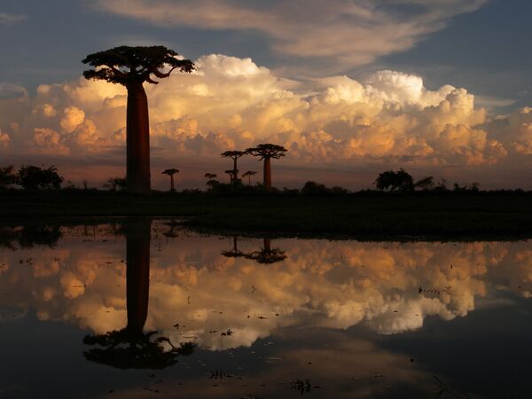 Fascinante beauté des arbres les plus incroyables de la planète - Sputnik Afrique