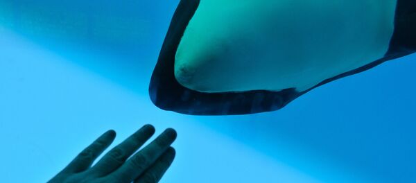 Une orque - Sputnik Afrique