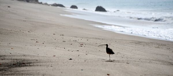 Une plage - Sputnik Afrique