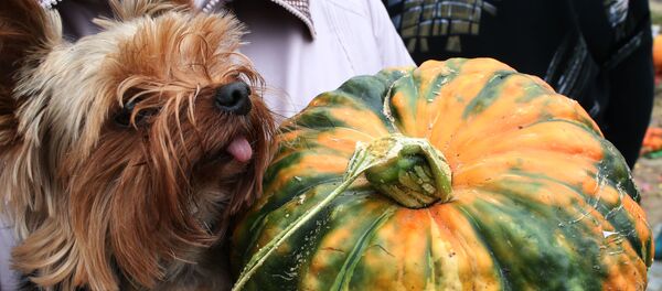 Un chien et une courge - Sputnik Afrique