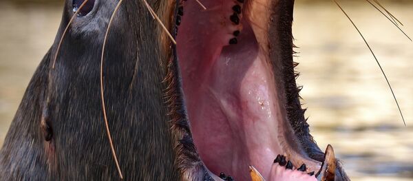 Un lion de mer Un lion de mer - Sputnik Afrique