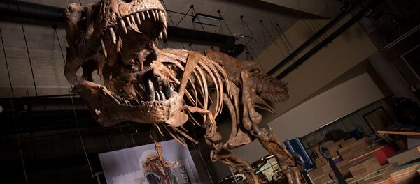 le squelette du Tyrannosaure rex baptisé Scotty - Sputnik Afrique