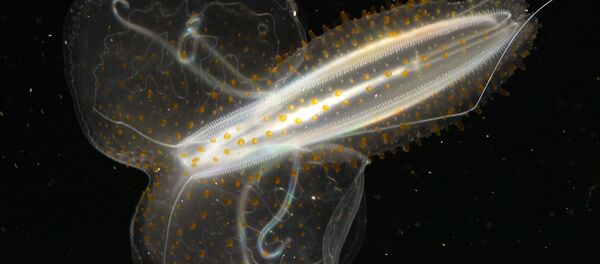 cténaire - Sputnik Afrique