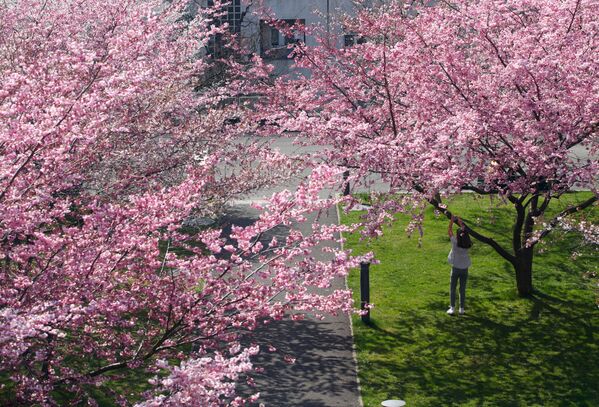 Beauté délicate des cerisiers au printemps: la floraison des sakura à travers le monde - Sputnik Afrique