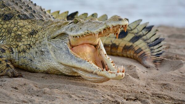 Crocodile, image d'illustration - Sputnik Afrique