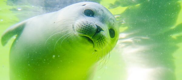 Un lion de mer, image d'illustration - Sputnik Afrique