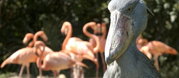 Les oiseaux les plus fantastiques du monde - Sputnik Afrique