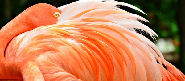 Flamant, image d'illustration - Sputnik Afrique