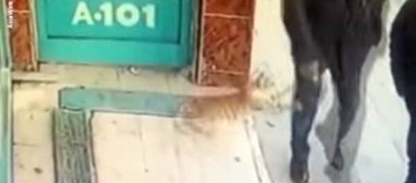 Un chat-féministe est apparu à Istanbul - Sputnik Afrique