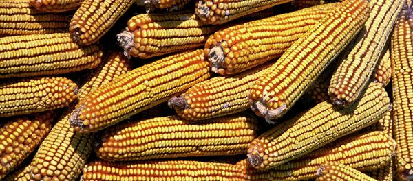 Кукуруза. Архив - Sputnik Afrique