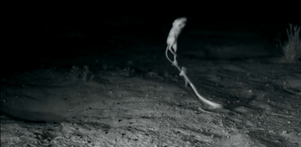 Un rongeur «ninja» réussit à échapper à un serpent - Sputnik Afrique