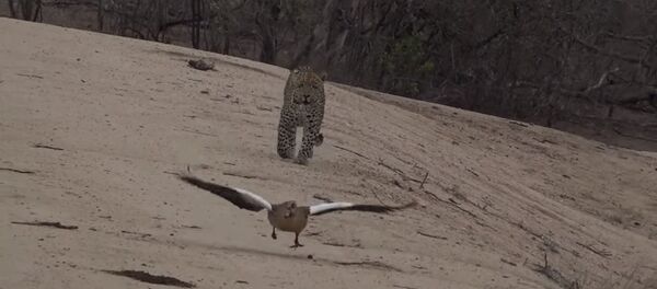 Une maman avisée: une oie sort miraculeusement gagnante d'un combat avec un léopard - Sputnik Afrique