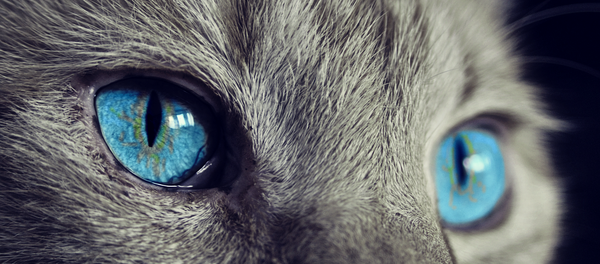 Chat Chat - Sputnik Afrique