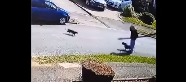 Un chat belliqueux attaque un chien et son maître - Sputnik Afrique