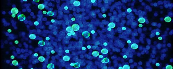 Bactérie Bactérie - Sputnik Afrique