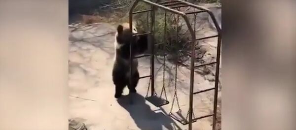 La danse endiablée d’un ours bleu du Tibet - Sputnik Afrique