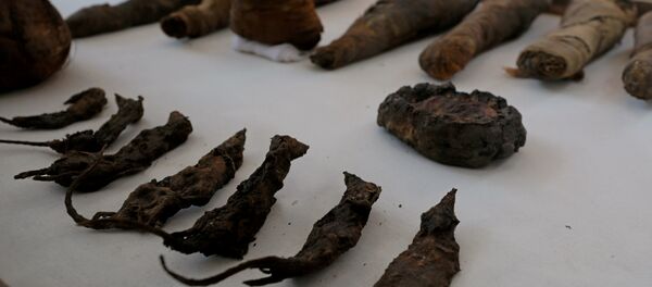 Souris et faucons momifiés - Sputnik Afrique