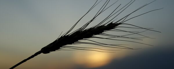 Blé - Sputnik Afrique