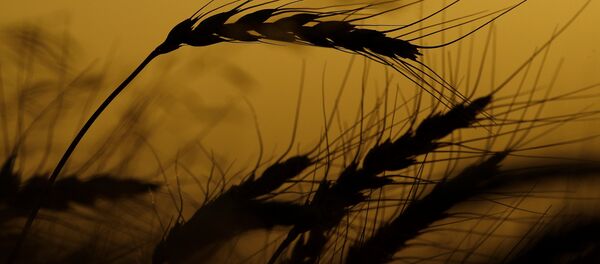 Blé - Sputnik Afrique