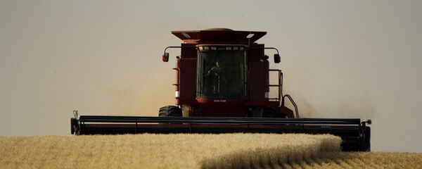 Blé - Sputnik Afrique