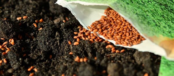 Des semences - Sputnik Afrique