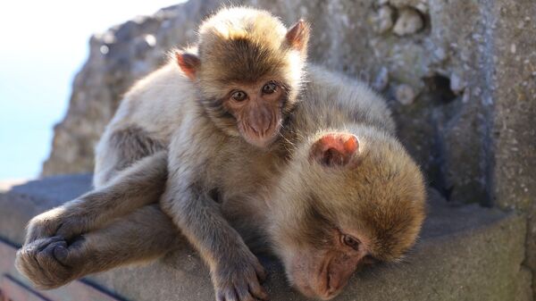 Macaques - Sputnik Afrique