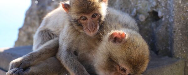 Macaques - Sputnik Afrique