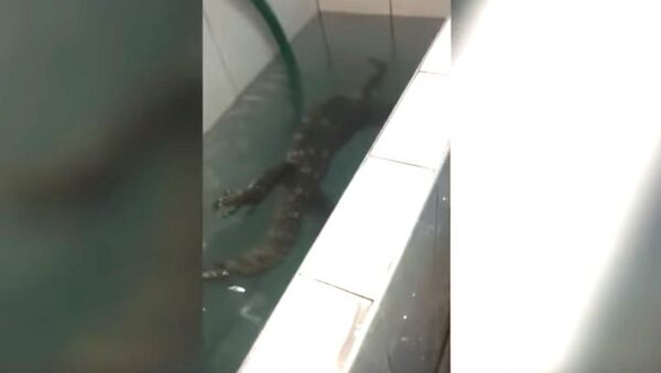 Moment Thai man founds huge monitor lizard in water tank - Sputnik Afrique