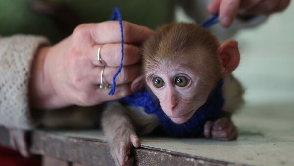 Un macaque rhésus - Sputnik Afrique