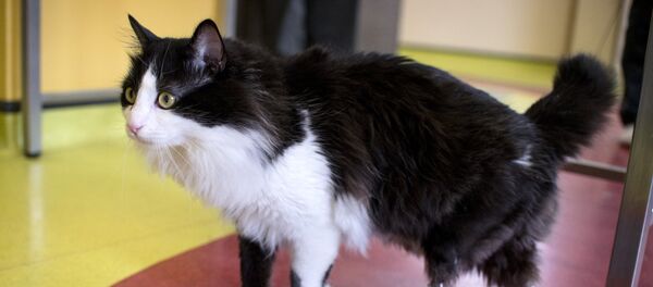 Un chat avec des prothèses - Sputnik Afrique