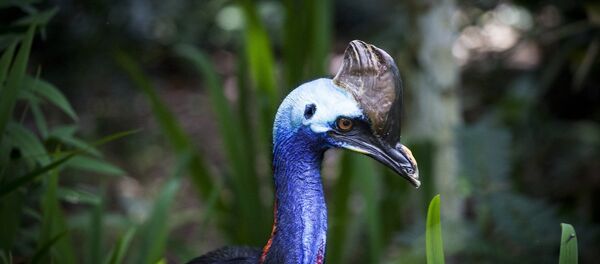 Casoar - Sputnik Afrique