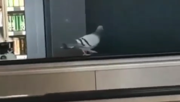 Un pigeon danse le moonwalk sur la main courante d’un escalator - Sputnik Afrique
