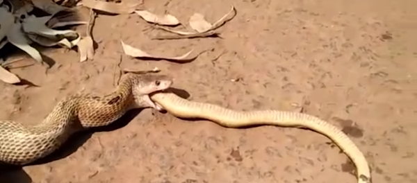 Un cobra cannibale régurgite un autre cobra plus petit (vidéo) - Sputnik Afrique