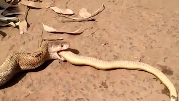 Un cobra cannibale régurgite un autre cobra plus petit (vidéo) - Sputnik Afrique