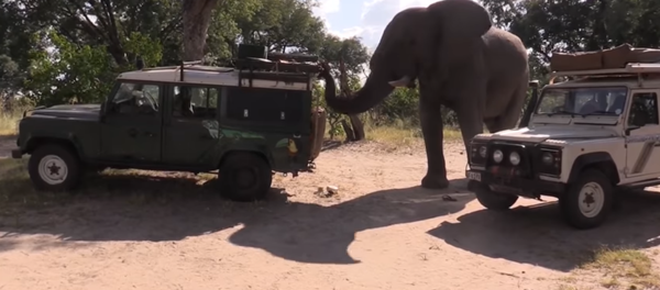 éléphant - Sputnik Afrique