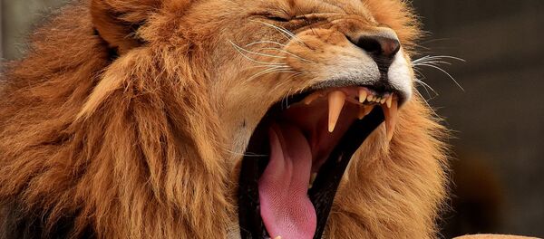 Un lion - Sputnik Afrique