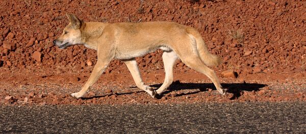 Un dingo, image d'illustration - Sputnik Afrique