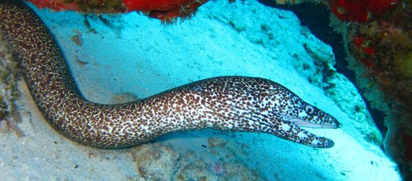 Anguille - Sputnik Afrique