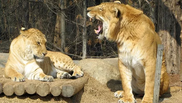 Ligers - Sputnik Afrique