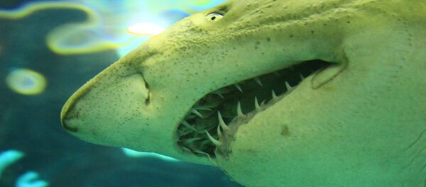 Un requin blanc - Sputnik Afrique