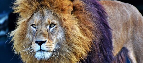 Lion - Sputnik Afrique