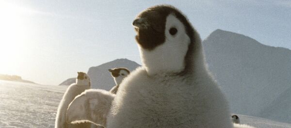 Manchots empereurs - Sputnik Afrique