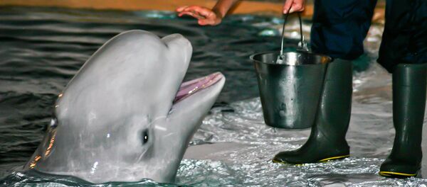 Une baleine blanche - Sputnik Afrique