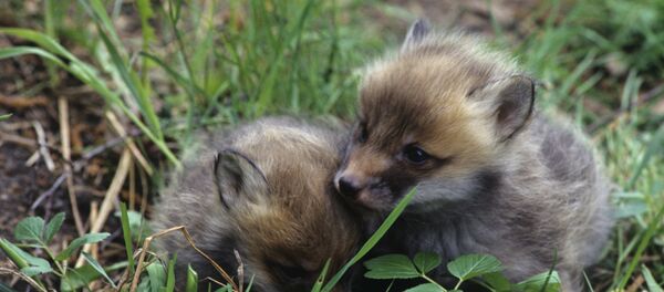 Des renardeaux Des renardeaux - Sputnik Afrique