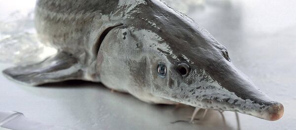 Esturion de Sarrion livre de l'esturgeon dans plusieurs pays européens. - Sputnik Afrique