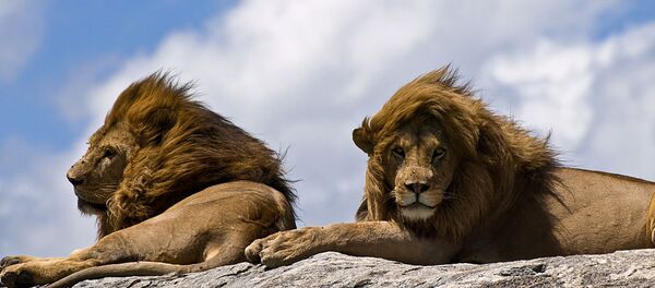 Lions on rock - Sputnik Afrique