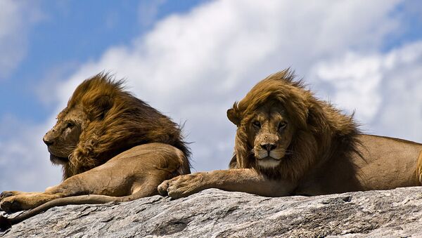 Lions on rock - Sputnik Afrique