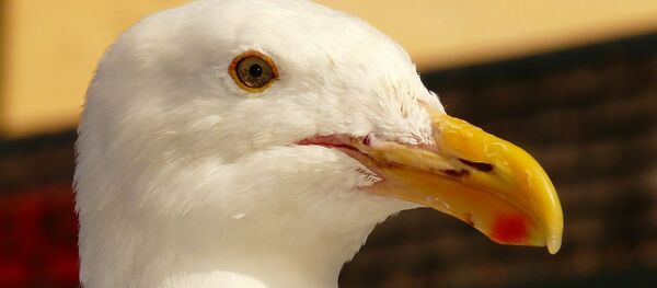 Un goéland - Sputnik Afrique