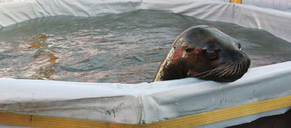 Un bébé lion de mer (image d'illustration) - Sputnik Afrique